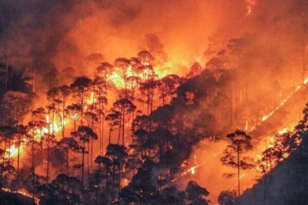 चमोली के जंगलों में भीषण आग का कहर, कई हेक्टेयर क्षेत्र हुआ जलकर खाक